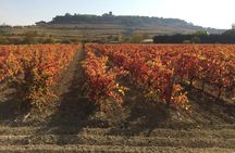 Wine cellar visit and tasting with lunch included  in La Rioja