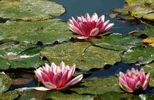 Walking tour of Monet’s House and Gardens in Giverny