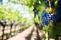 Toledo guided tour from Madrid with visit of a local winery