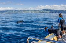 Azores Swim with Dolphins Atlantic Experience