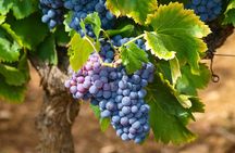 Saint Paul de Vence Tour and Wine Tasting