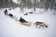 Day Trip to Ranua Zoo With Husky Farm and Reindeer Farm Visit