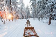 Forest trail reindeer safari