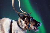 Night of reindeer and northern lights
