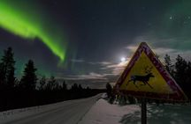 Night of reindeer and northern lights