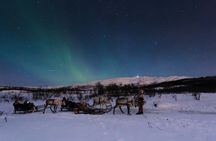 Reindeer Sami experience and northern lights