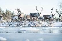 Reindeer farm experience
