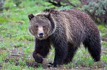 Grand Teton full-day private tour