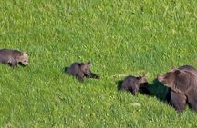 Yellowstone Lower Loop full-day tour