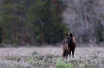 Summer and fall wildlife sunset safari from Jackson Hole