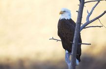 Summer and fall wildlife sunset safari from Jackson Hole