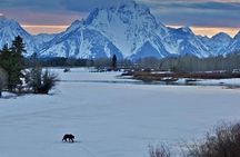 Winter and spring wildlife sunset safari from Jackson Hole
