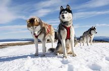 Snowmobiles and huskies in Lapland