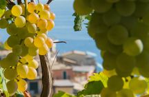 Sensorial wine tasting with AIS sommelier