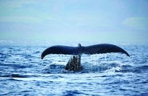 Hawaii whale watching