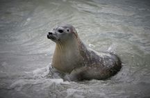 Half-day seal tour from Amsterdam