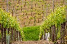 Full-day shared tour of the gems of Alsace from Colmar
