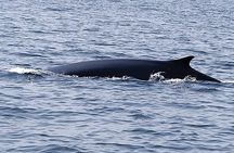 San Diego summer whale and dolphin watching adventure