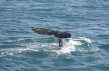 San Diego summer whale and dolphin watching adventure