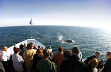 San Diego summer whale and dolphin watching adventure
