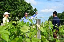 Saint-Émilion vineyards and medieval heritage small-group e-bike tour