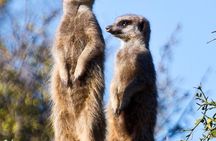 Oudtshoorn Meerkat Safari