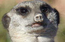 Oudtshoorn Meerkat Safari