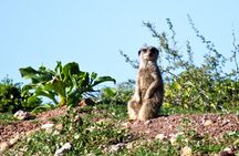Oudtshoorn Meerkat Safari