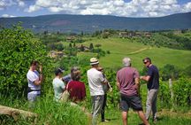 Educational guided wine tour and tasting in Siena