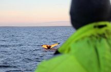 Midnight sun and whale watching boat tour
