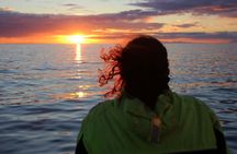 Midnight sun and whale watching boat tour