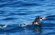 Premium puffin tour in Reykjavík