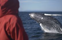 Premium whale and puffin watching tour in Reykjavík