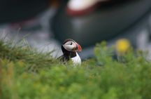 Premium whale and puffin watching tour in Reykjavík