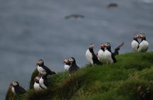 Premium whale and puffin watching tour in Reykjavík