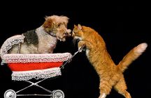 Tickets to Popovich Comedy Pet Theater