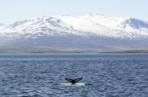 Akureyri Classic Whale Watching