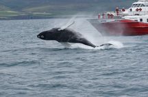 Akureyri Classic Whale Watching