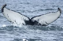 Akureyri Classic Whale Watching