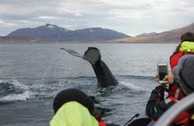 2-hour whale, Eyjafjord & Akureyri sightseeing tour