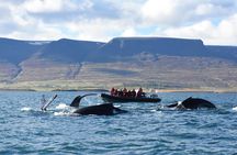 2-hour whale, Eyjafjord & Akureyri sightseeing tour