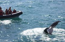 Akureyri  whale watching tour in the midnight sun