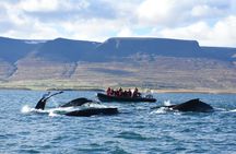 Akureyri  whale watching tour in the midnight sun