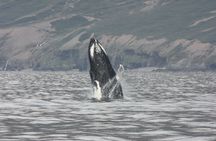 3-hour midnight sun whale watching tour from Akureyri