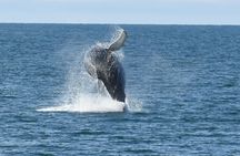 3-hour midnight sun whale watching tour from Akureyri