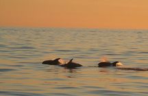 Akureyri  whale watching tour in the midnight sun