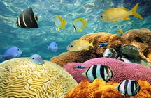 Key West trip with snorkeling and unlimited drinks