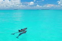 Key West tour with dolphin watching from Miami