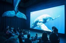 Whales of Iceland admission with audio guide and tour