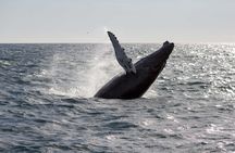 Whale watching and northern lights tour from Reykjavik